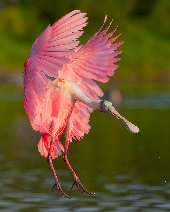 1-spoonbill-bird-photography-by-miguel-leyva.preview.jpg