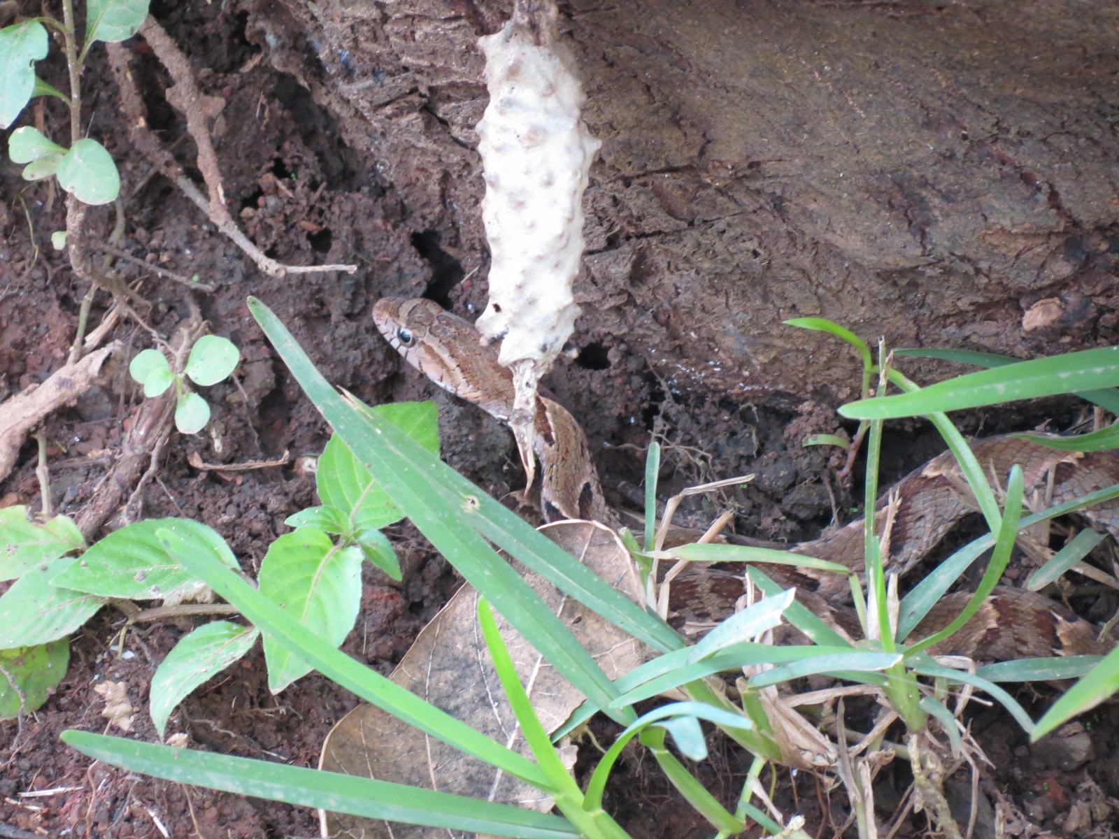 YOUTH AND BIODIVERSITY Venomous Ferdelance Snake In my Backyard (Panama)