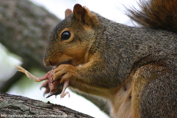 woody s world don t turn you back on a cute squirrel woody s world don t turn you back on a cute squirrel