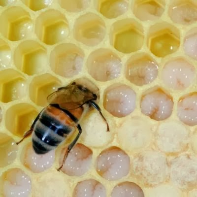 honeybee larvae