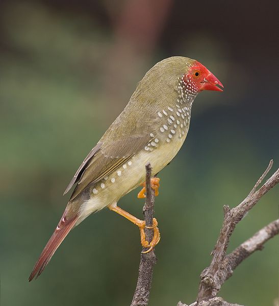 bird photos and information bird photos and information