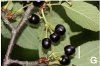 http://sciencythoughts.blogspot.co.uk/2013/08/a-new-species-of-cherry-from-central_9.html