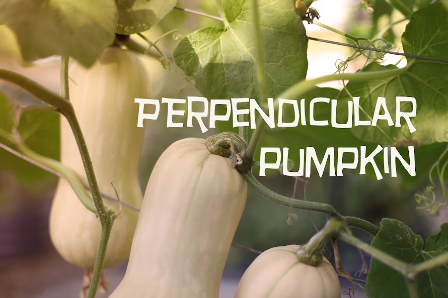 perpendicular pumpkin
