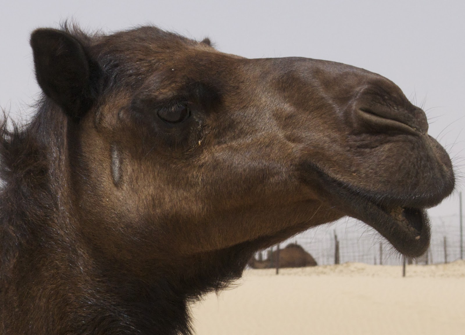 Rencontre abu dhabi