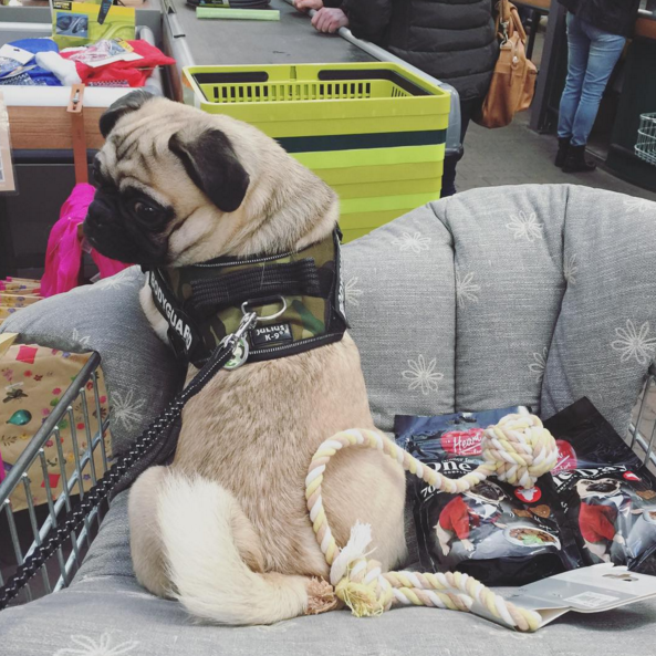 washing julius k9 harness