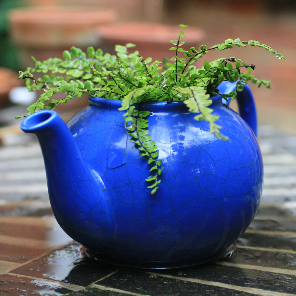 grow Container Gardening with Harriet Rycroft, week 1