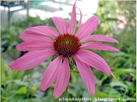 Echinacea purpurea