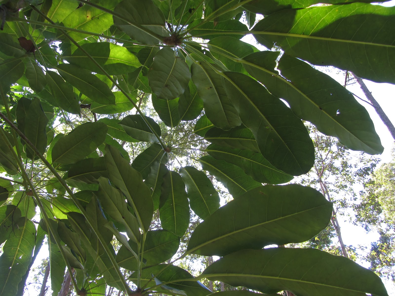 Green Dreaming More weeds in the yard!