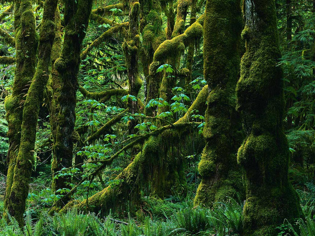 http://4.bp.blogspot.com/-PNhWkNb21RE/T8X709LbJ7I/AAAAAAAAAeA/kyN2OgXESP8/s1600/Beautiful%20Forest%20Wallpaper%20Desktop.jpg