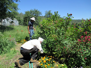 irrigation repairing, replacing irrigation for garden beds
