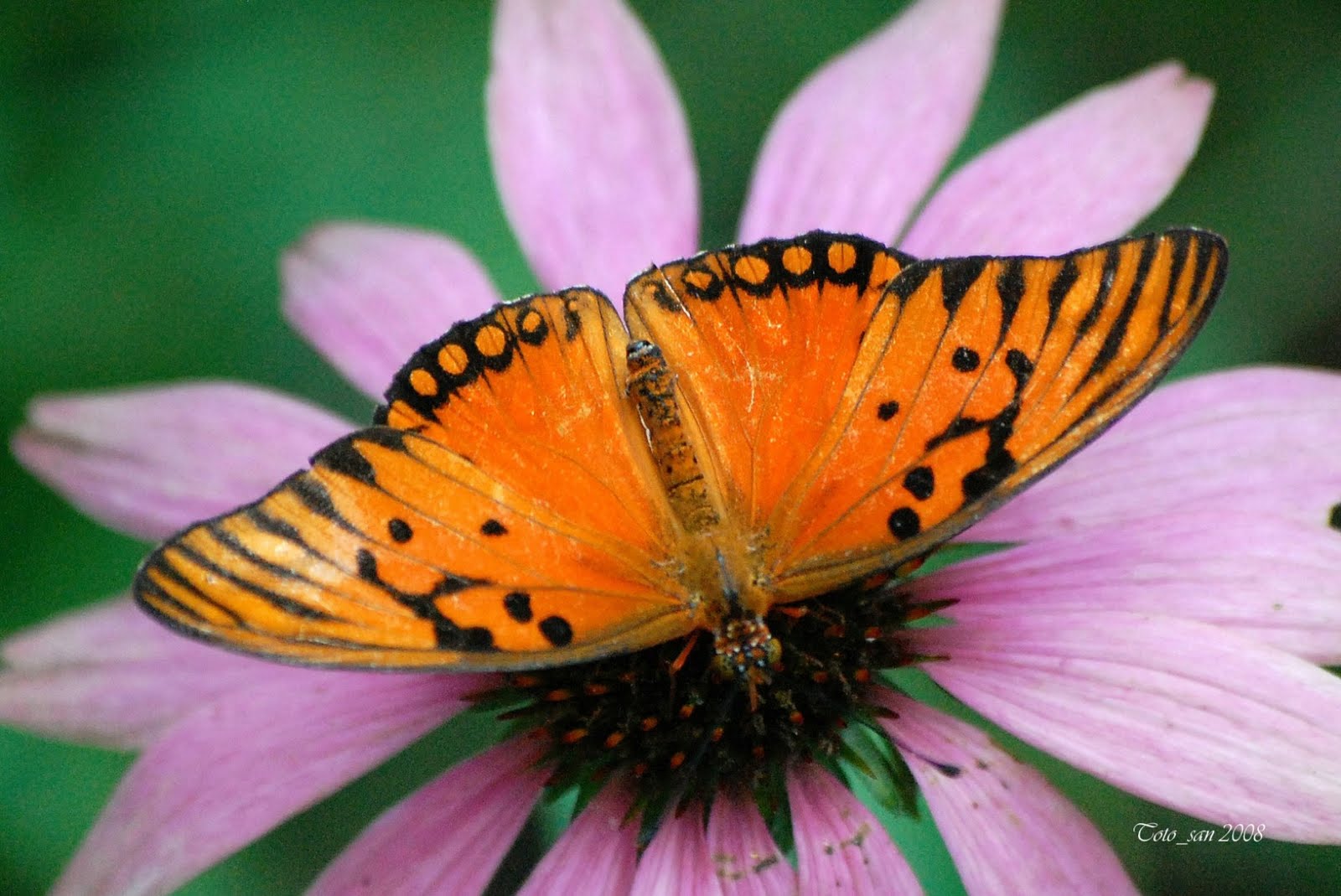 Kelebek Resimleri HD Butterfly Wallpapers Duvar Kağıtları Kaliteli Resim