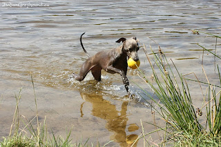 ABIGAIL Pustynny Wiatr Italian Greyhound