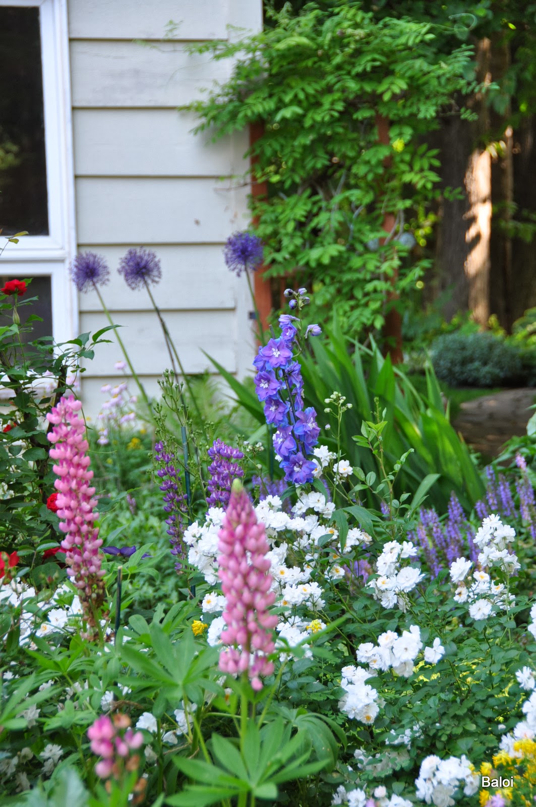 Gardeners with kids Monday's Favorite Flowers combinations 2