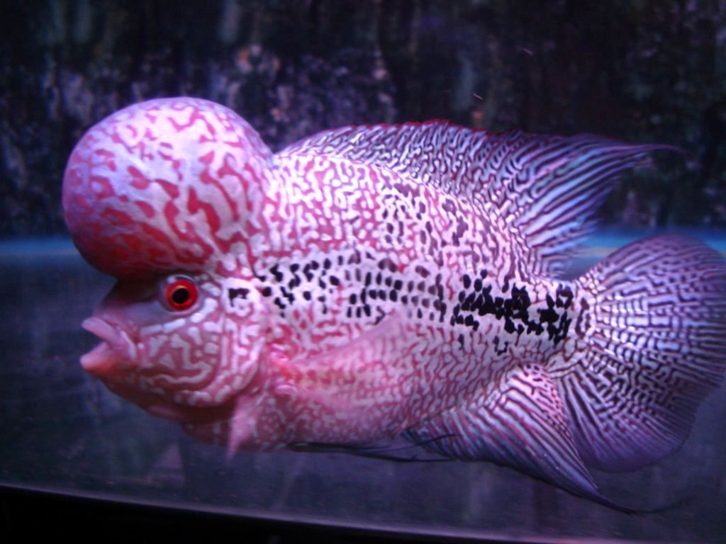 Teknik Pemeliharaan Ikan Louhan | KoPas Dunia Agro!