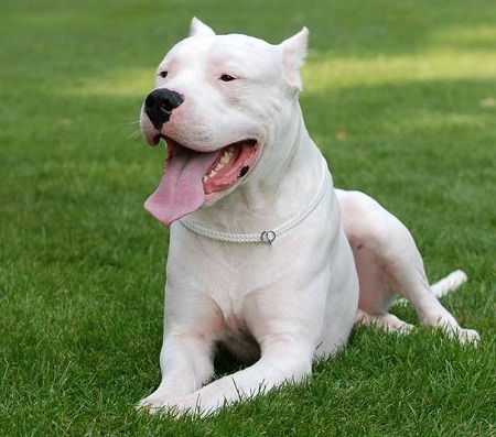 Cute Dogs|Pets: Cute and Beautiful White Dogs and Puppies