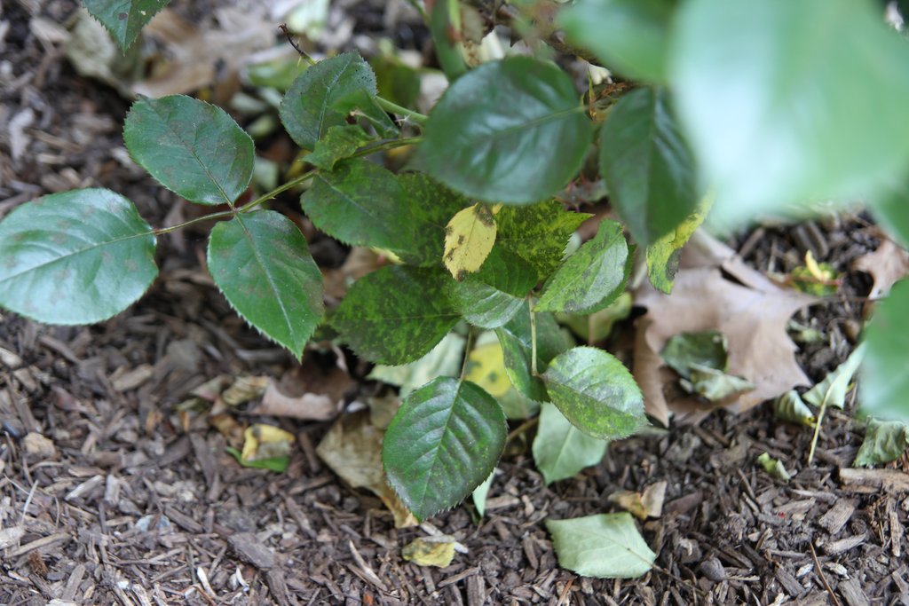 Adventures In Gardening Blackspot and rose slugs. Again.