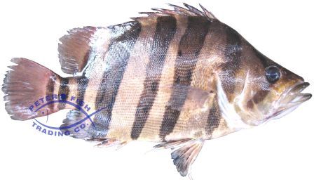 Datnioides Species