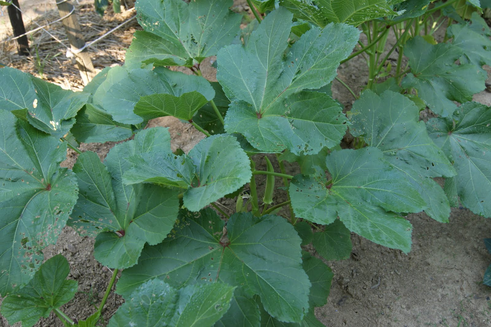Spicy Pickled Okra no canning required The Kitchen is My Playground