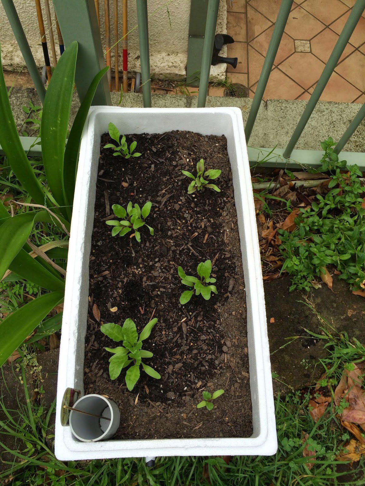 Chez Self watering styrofoam planter