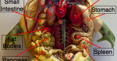 virtual frog dissection