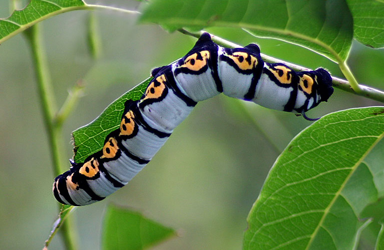 Caterpillar Wallpapers - Wallpapers