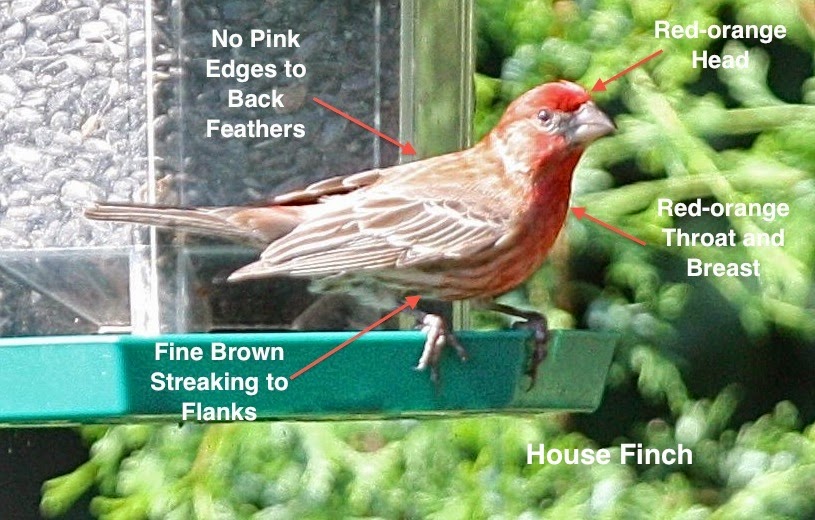 Birding Club of Delaware County Identifying House Finch and Purple Finch