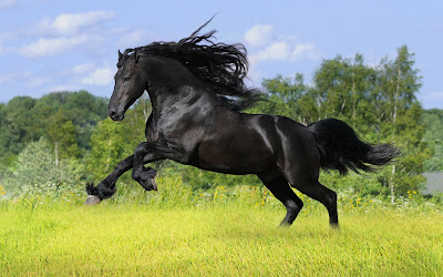 Fotografías de caballos (Equinos de Pura Sangre) - Beautiful Horses