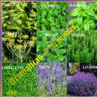 ✿AROMATICAS/MEDICINALES✿