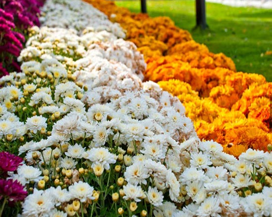 [Image: Al-Ain-Paradise%2B-thien-duong-hoa-ruc-ro-sac-mau-7.jpg]