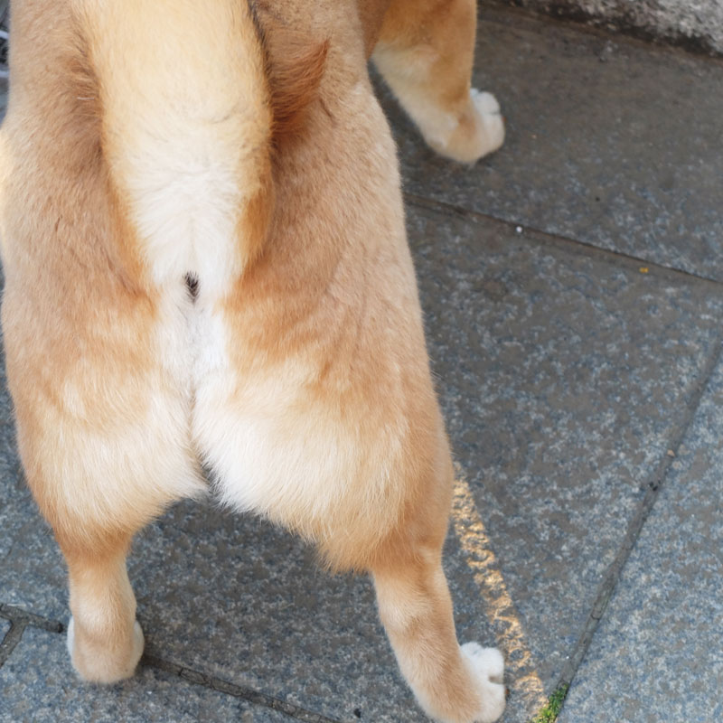 犬の尻の写真