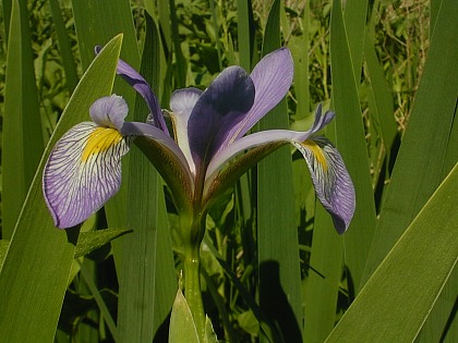 Flag Iris Flower.