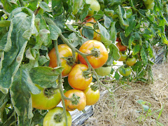 Blushing Tomatoes