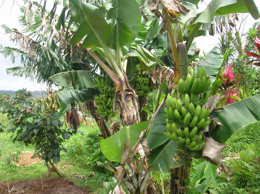 bungulan banana