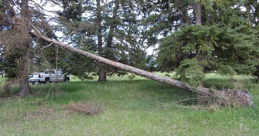 leaning tree