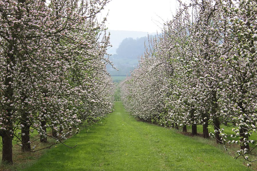 Vintage Home Apple Blossom Time!
