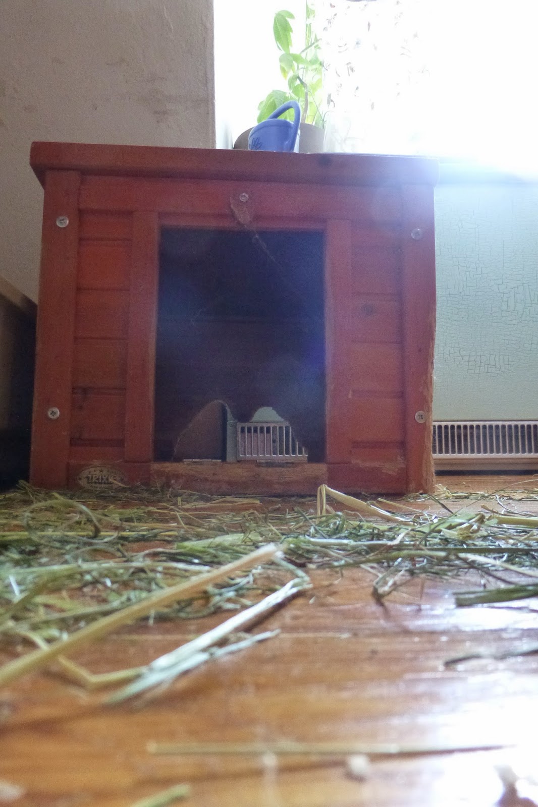 Kaninchenhaus Im Moment keine Kaninchen da