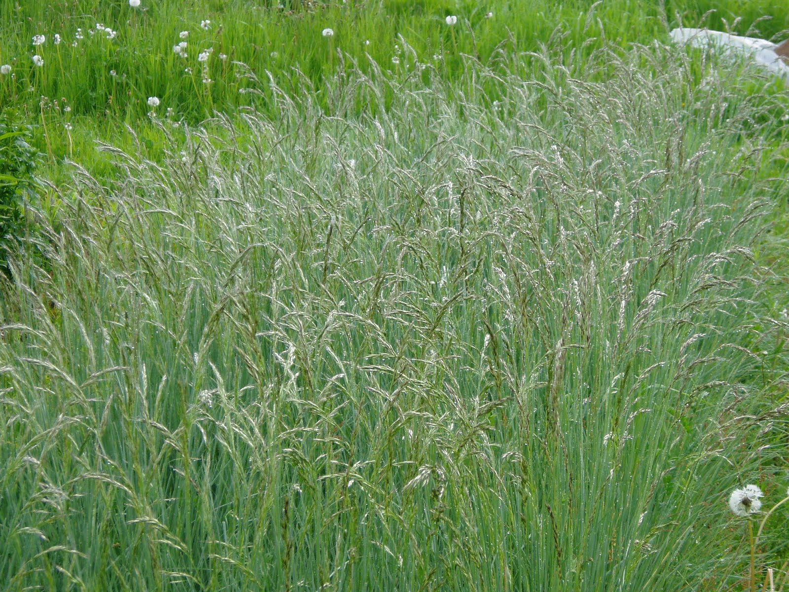 Lovegrass Farm Helictotrichon sempervirens (Blue oat grass) at Lovegrass Farm