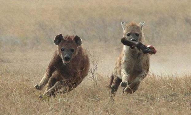 Amazing Animals Jump