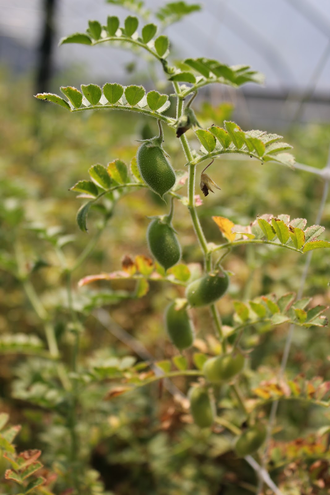 Biological Thinking Growing Black Chickpeas