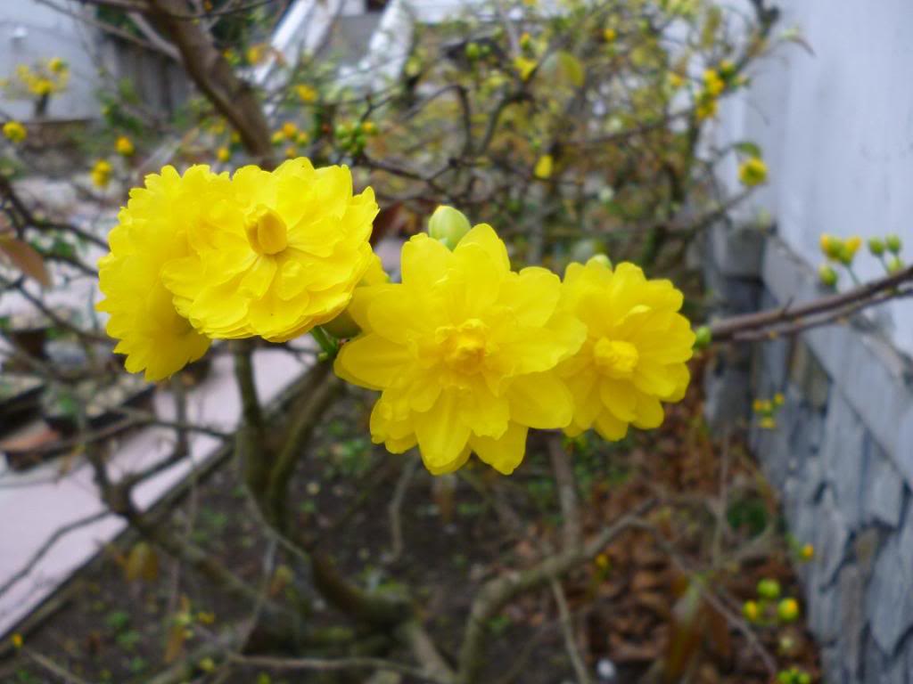 http://4.bp.blogspot.com/-PSOKGXZ6MmU/UOKS3NiMtlI/AAAAAAAAUqw/MFx8piippOw/s1600/Hinh-nen-hoa-Mai-mung-xuan-2013-+(16).jpg