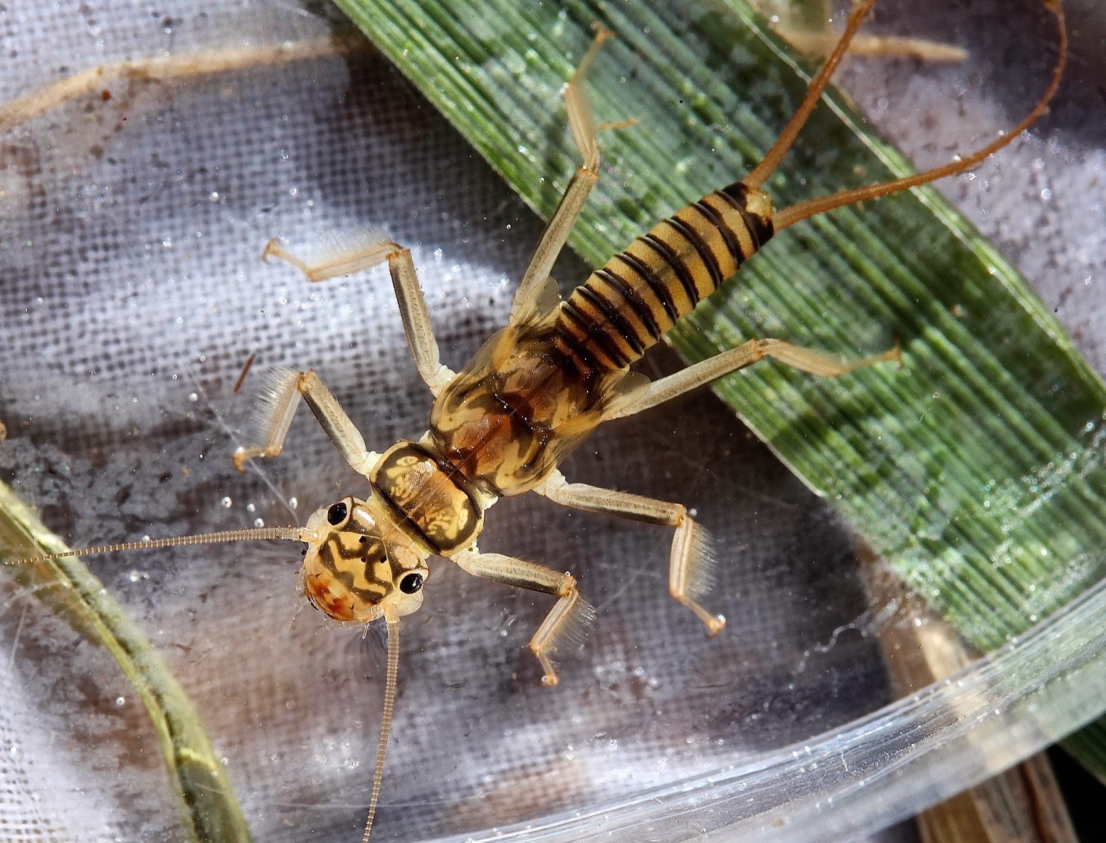 Aquatic Insects of Central Virginia Quality insects in quality water
