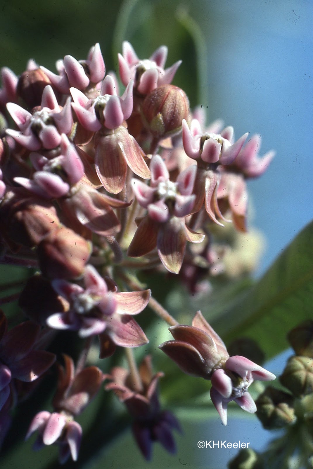 A Wandering Botanist Milkweeds Monarch Butterflies And Colorado
