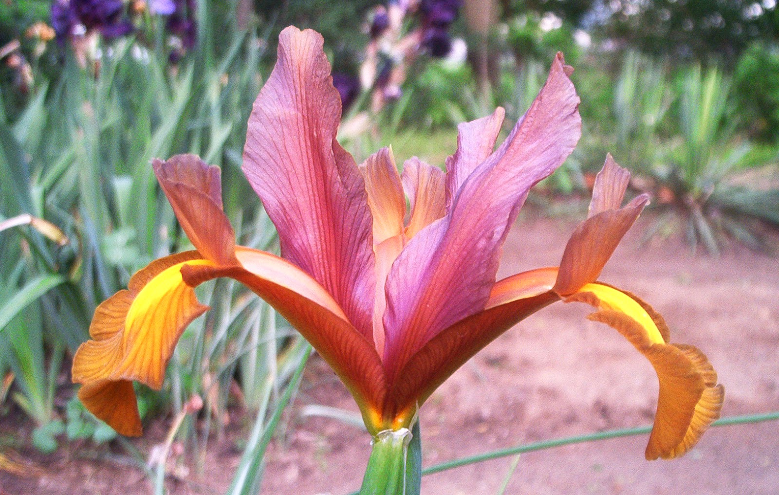 World of Irises Going Dutch Iris