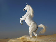 Beautiful Cute White Coloured Horse Pictures / Photos / Wallpapers .