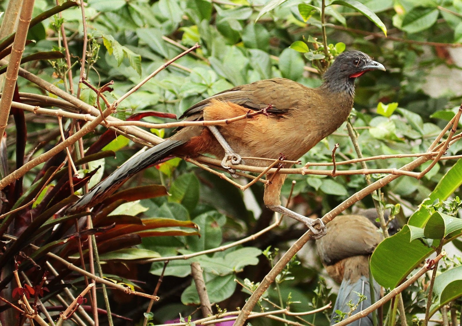 Nuestro bello mundo... Rufousvented Chachalaca, Ortalis ruficauda