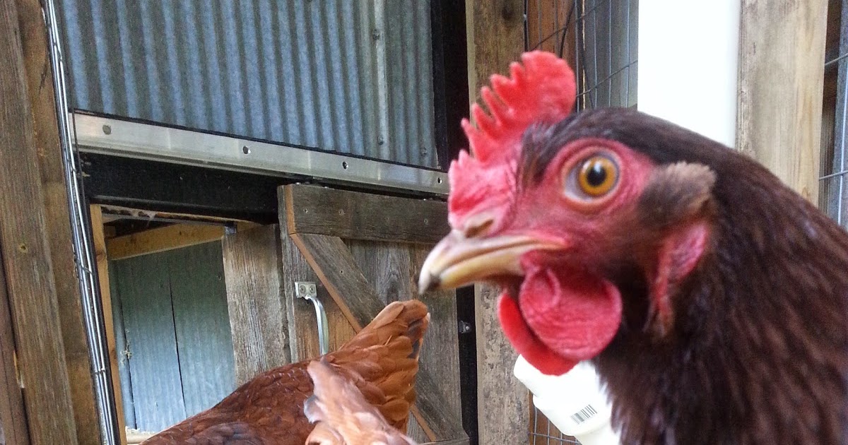 Montana Wildlife Gardener Chickens