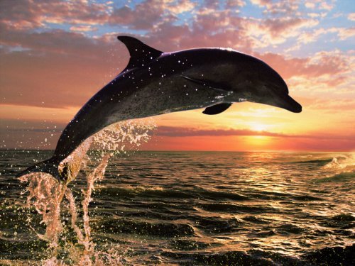 [Image: Funny+dolphins+jumping+in+the+sunset+1.jpg]