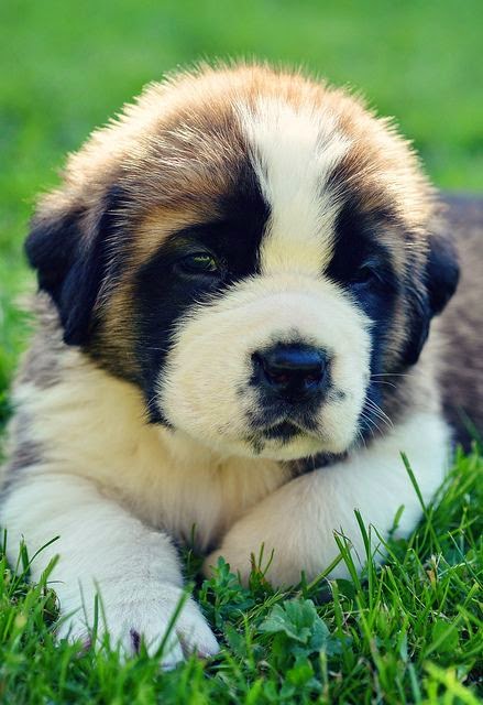 5 Dog Breeds That Are Total Gentle Giants