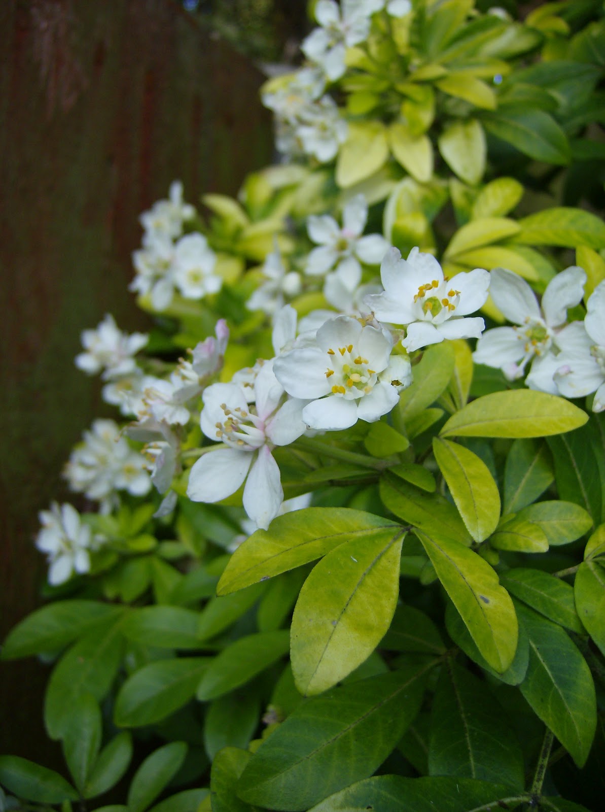 Love My Garden: Shrubs with Golden Foliage