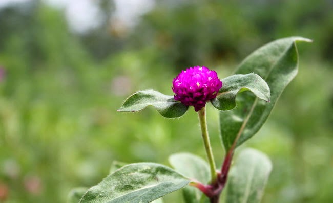 Gomphrena Flowers Pictures Gomphrena Flowers Pictures